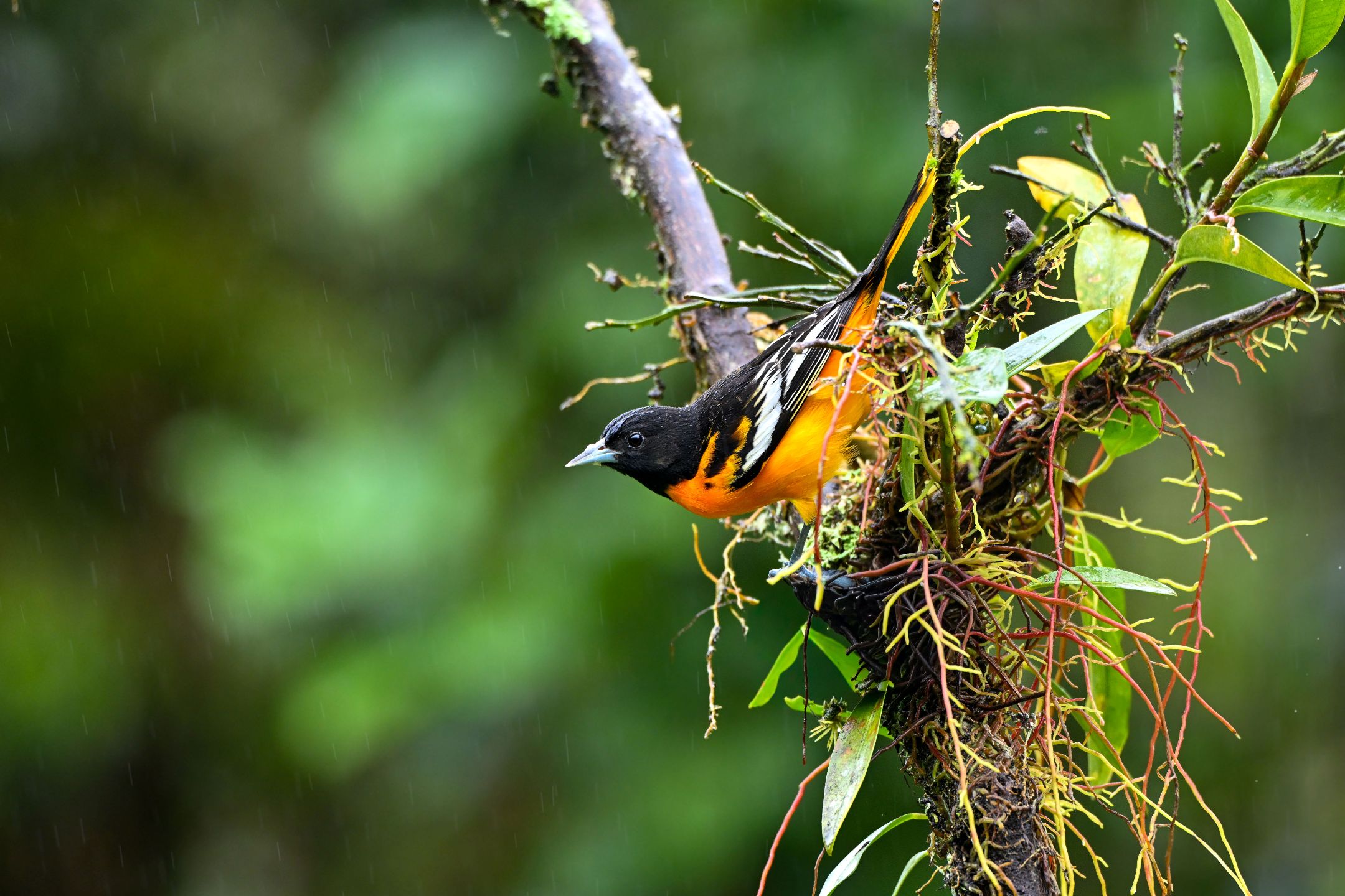 Baltimore%20Oriole.jpg
